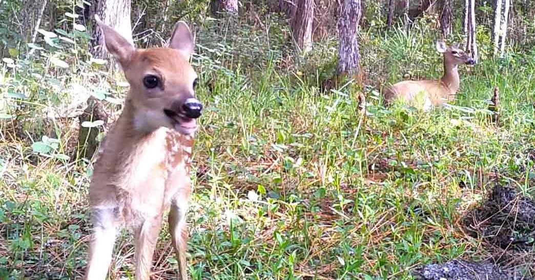 A young fawn with light brown fur and white markings in a dense forest setting during late summer or early fall, bathed in midday sunlight.