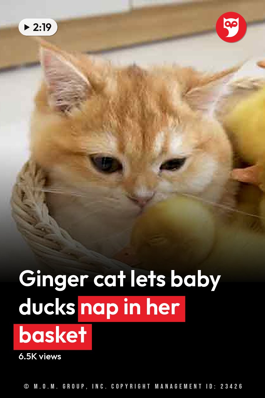 A domestic shorthair tabby cat with orange and white fur, accompanied by yellow, fluffy ducklings in a wicker basket indoors on tiled flooring with wooden furniture elements visible. The headline runs in white letters across the lower third.