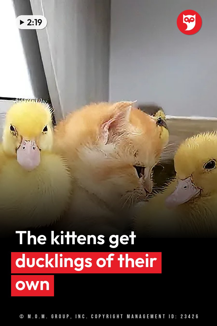 A small orange kitten sits between two yellow ducklings, and all three face each other closely. A headline runs in white letters across the lower third.