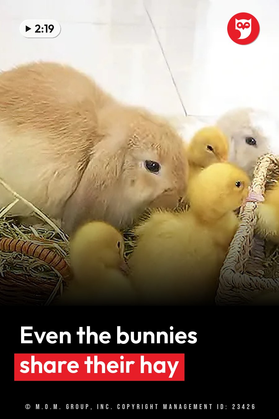 A fluffy rabbit sits beside several small yellow ducklings in woven baskets, with hay scattered on the floor. A headline runs in white letters across the lower third.