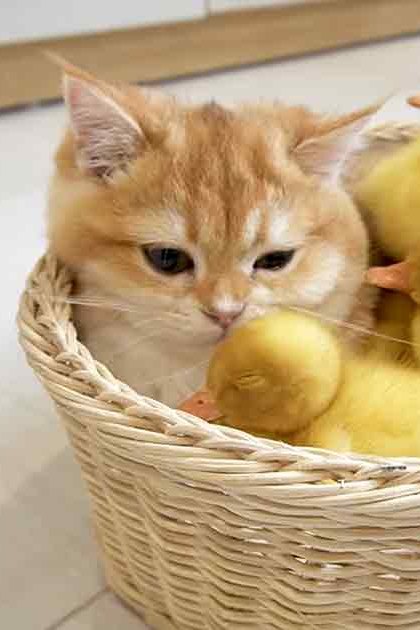 A domestic shorthair tabby cat with orange and white fur, accompanied by yellow, fluffy ducklings in a wicker basket indoors on tiled flooring with wooden furniture elements visible.