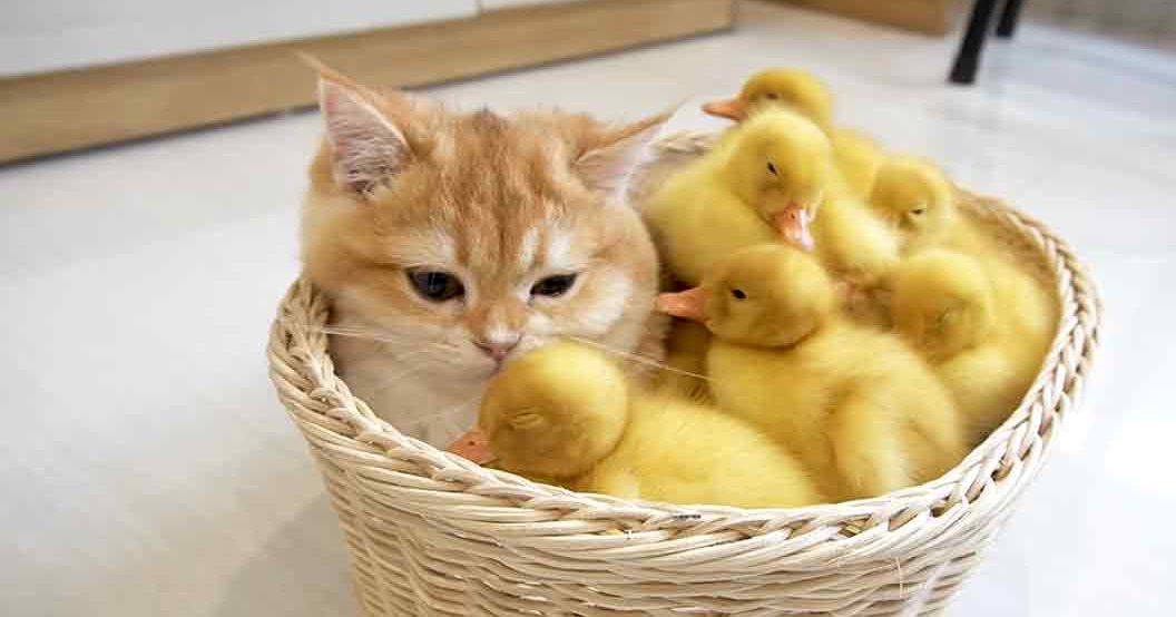 A domestic shorthair tabby cat with orange and white fur, accompanied by yellow, fluffy ducklings in a wicker basket indoors on tiled flooring with wooden furniture elements visible.