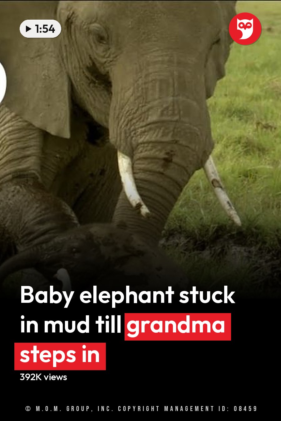 African elephant calf with large tusks stands near a white cattle egret in an open grassy savanna, bright daylight illuminates the lush greenery and brown earth tones. The headline runs in white letters across the lower third.