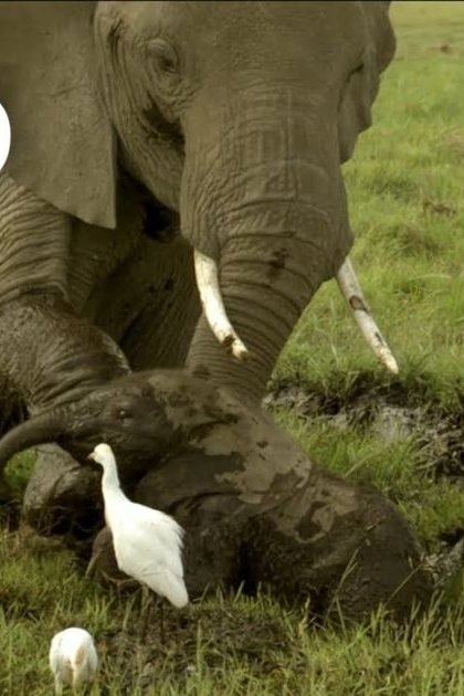 African elephant calf with large tusks stands near a white cattle egret in an open grassy savanna, bright daylight illuminates the lush greenery and brown earth tones.