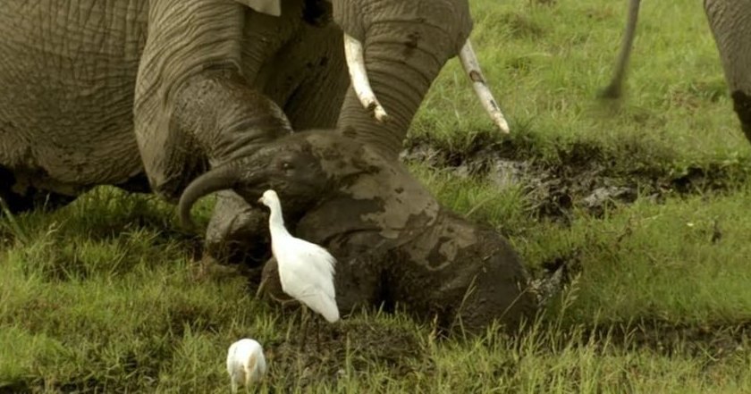 African elephant calf with large tusks stands near a white cattle egret in an open grassy savanna, bright daylight illuminates the lush greenery and brown earth tones.