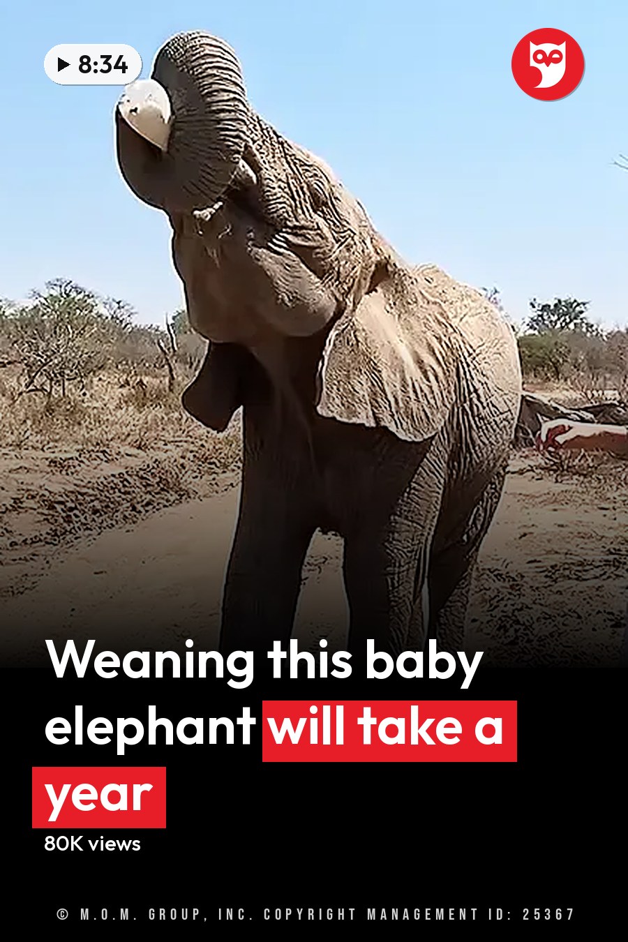 An adult female in white cropped pants and a short-sleeved shirt stands beside an African elephant in a dry savanna, holding what appears to be food or a treat for the animal. Nearby, a male adult wearing a safari hat holds a map or guidebook under bright daylight. The headline runs in white letters across the lower third.