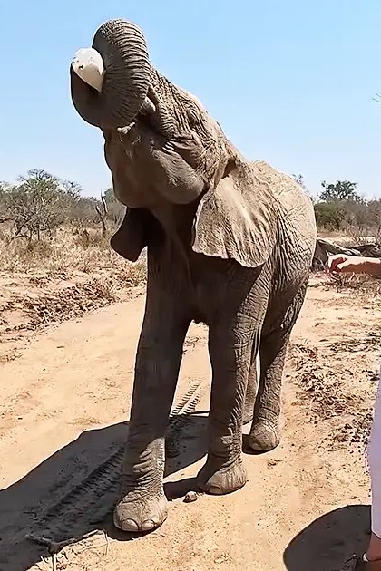 An adult female in white cropped pants and a short-sleeved shirt stands beside an African elephant in a dry savanna, holding what appears to be food or a treat for the animal. Nearby, a male adult wearing a safari hat holds a map or guidebook under bright daylight.