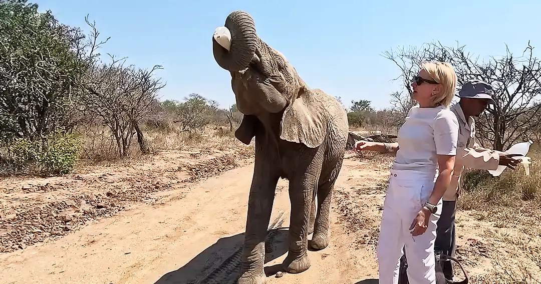 An adult female in white cropped pants and a short-sleeved shirt stands beside an African elephant in a dry savanna, holding what appears to be food or a treat for the animal. Nearby, a male adult wearing a safari hat holds a map or guidebook under bright daylight.