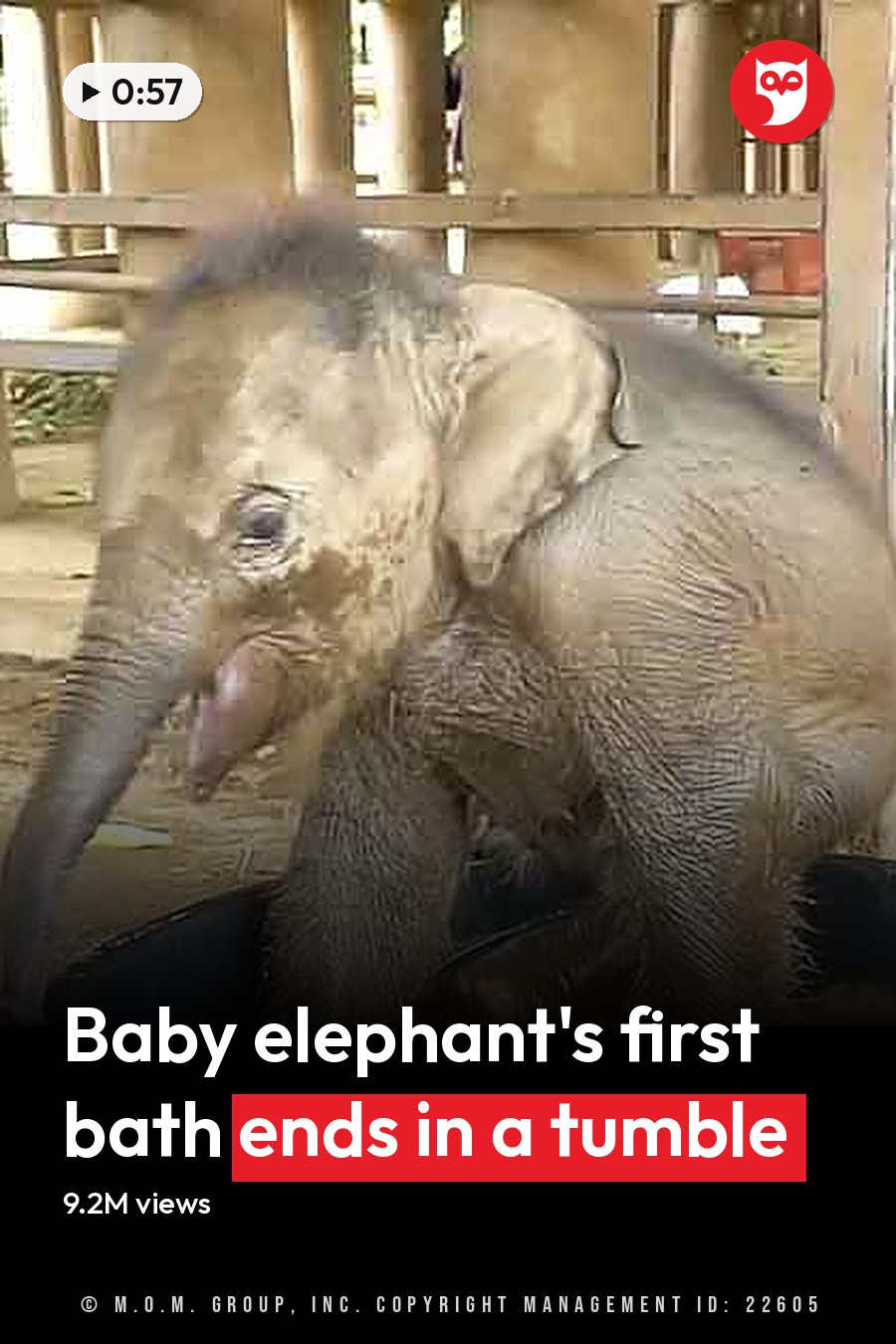 A baby elephant with grayish-brown skin stands in an enclosure at a sanctuary, using its trunk to splash water from a large black plastic bucket. The headline runs in white letters across the lower third.