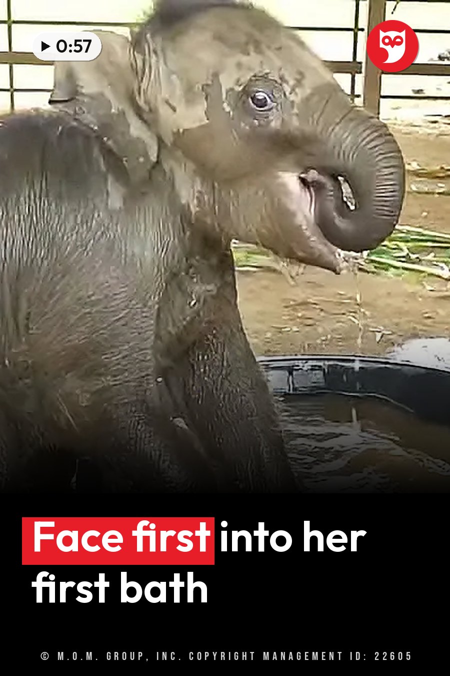 A wet baby elephant stands near water with its trunk curled up and its mouth slightly open. A headline runs in white letters across the lower third.