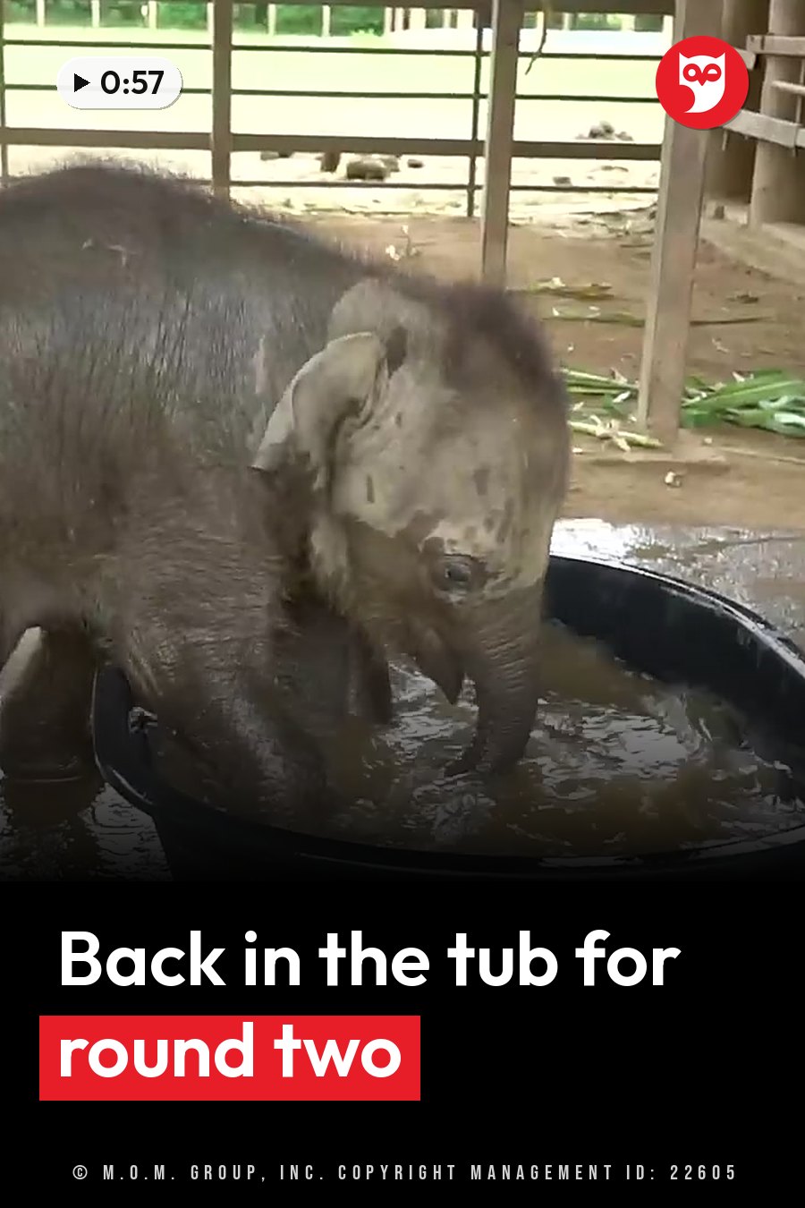 A young elephant stands in a black tub of muddy water with its trunk under the surface. A headline runs in white letters across the lower third.