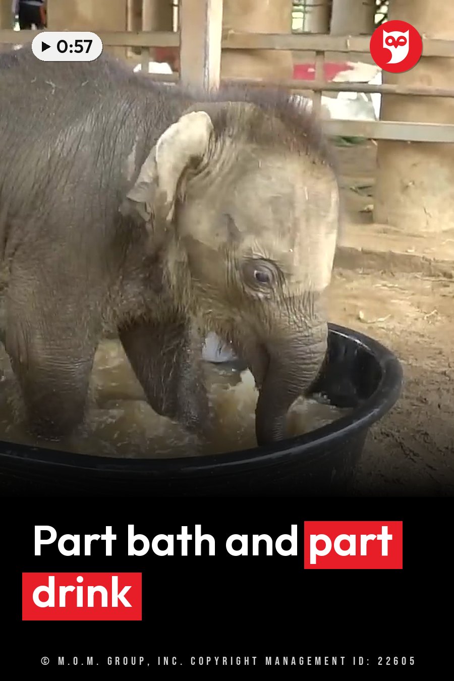 A young elephant stands in a black tub of water with its trunk dipped in, drinking. A headline runs in white letters across the lower third.