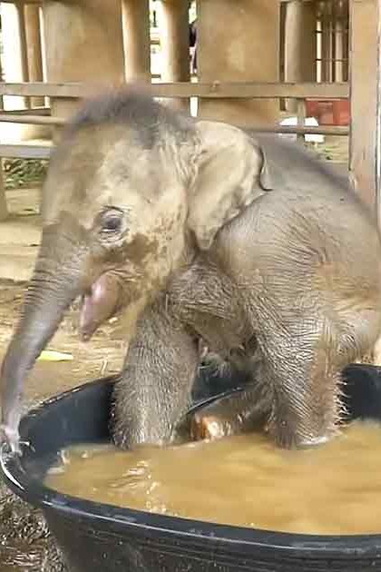A baby elephant with grayish-brown skin stands in an enclosure at a sanctuary, using its trunk to splash water from a large black plastic bucket.