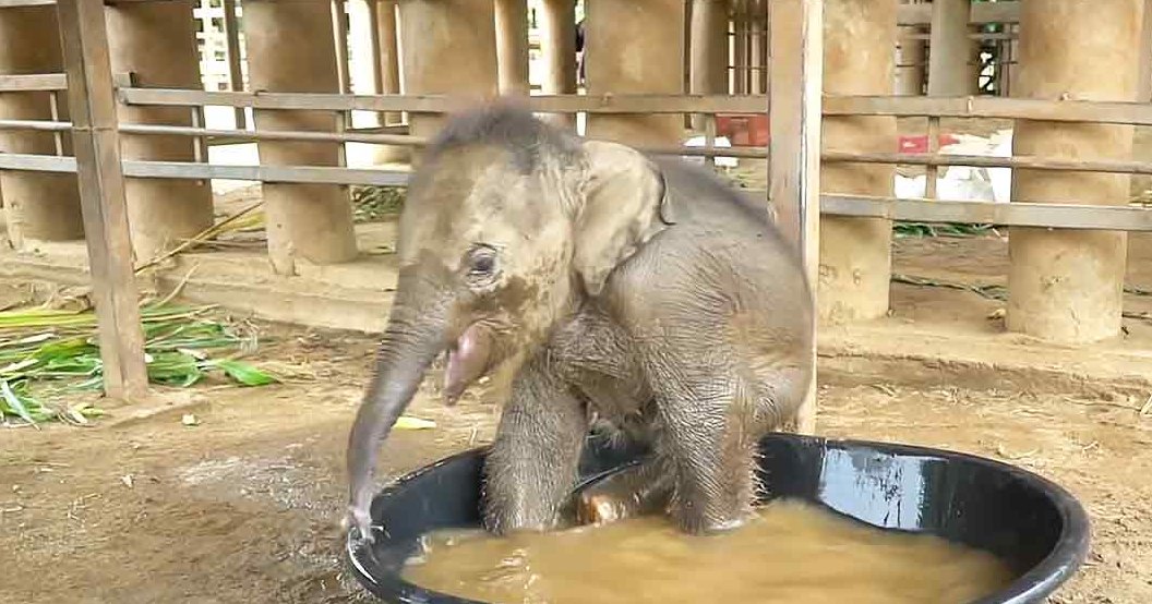 A baby elephant with grayish-brown skin stands in an enclosure at a sanctuary, using its trunk to splash water from a large black plastic bucket.
