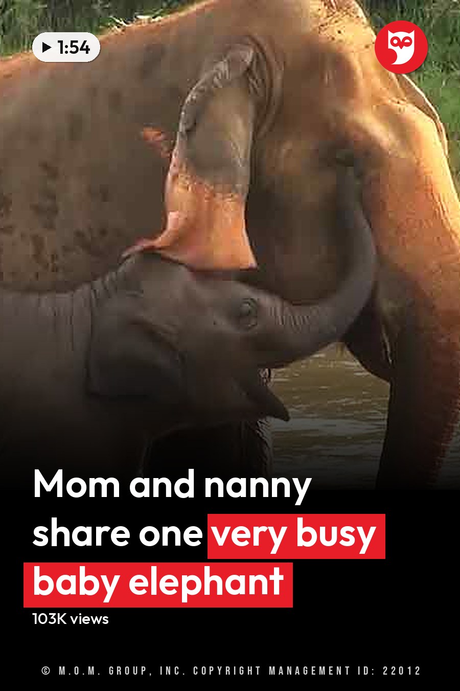A juvenile Asian elephant with its mother near a body of water in a lush green natural setting, illuminated by daytime light. The headline runs in white letters across the lower third.