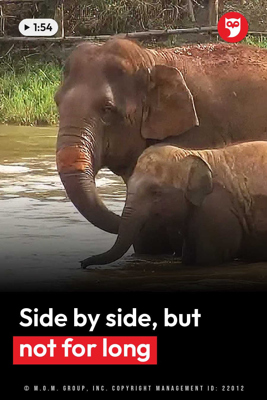 Two elephants, one large and one small, stand partly underwater beside a grassy bank. A headline runs in white letters across the lower third.