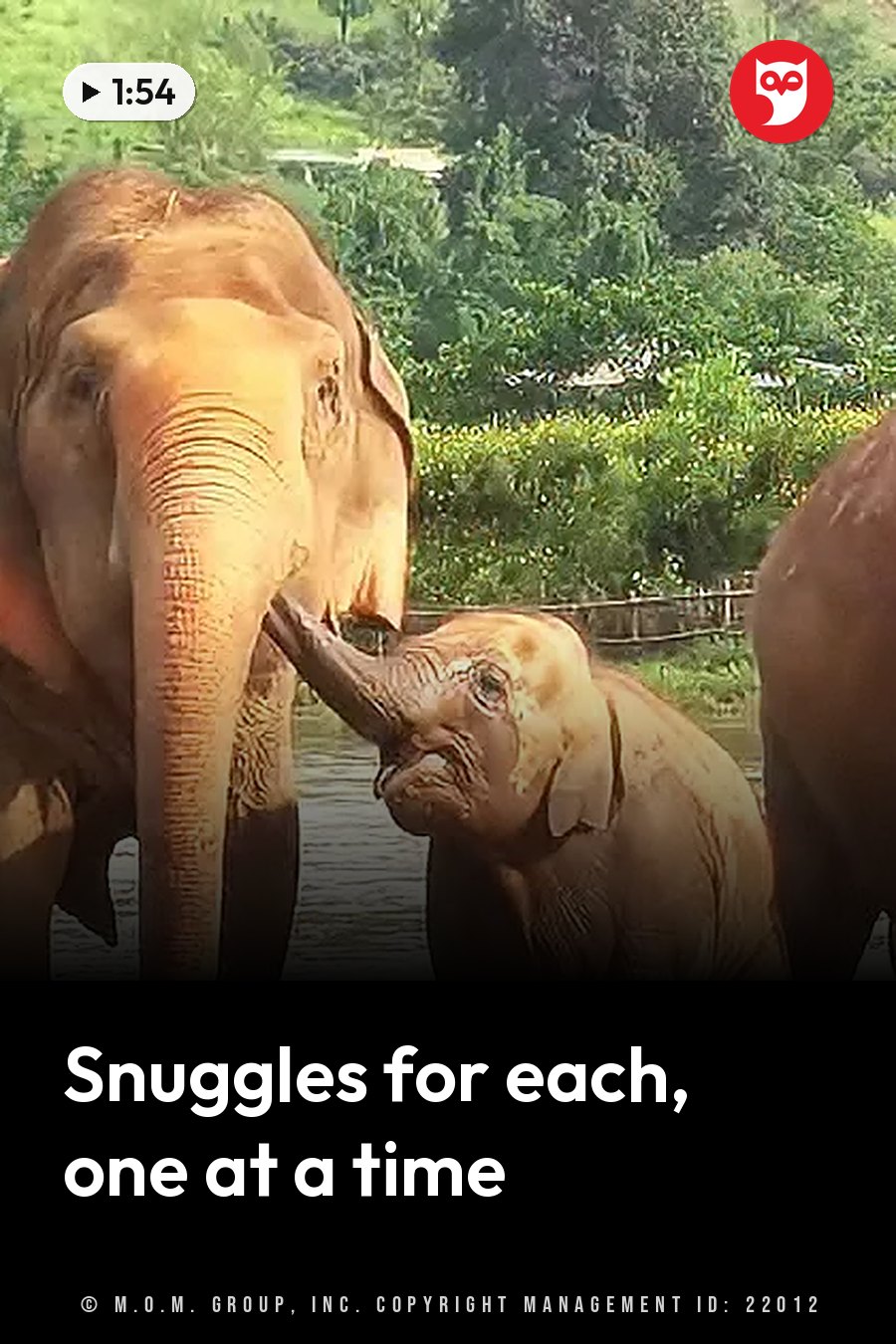 A baby elephant nuzzles an adult elephant near the water, with green plants behind them. A headline runs in white letters across the lower third.