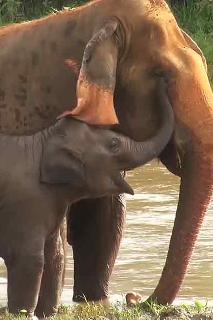 A juvenile Asian elephant with its mother near a body of water in a lush green natural setting, illuminated by daytime light.
