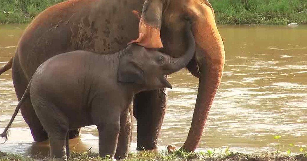 A juvenile Asian elephant with its mother near a body of water in a lush green natural setting, illuminated by daytime light.