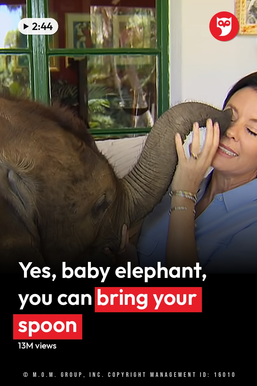 A middle-aged woman interacts with an adult Asian elephant indoors, wearing a light blue shirt and white pants. A vintage suitcase and a wicker basket with greenery are visible in the background. The headline runs in white letters across the lower third.