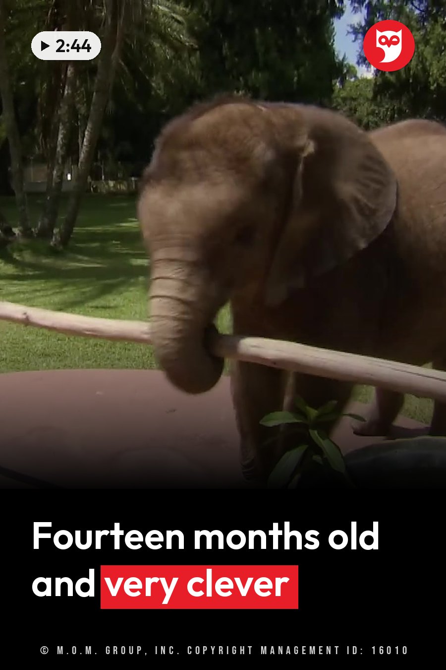 A baby elephant holds a stick with its trunk while standing on a paved surface near greenery. A headline runs in white letters across the lower third.