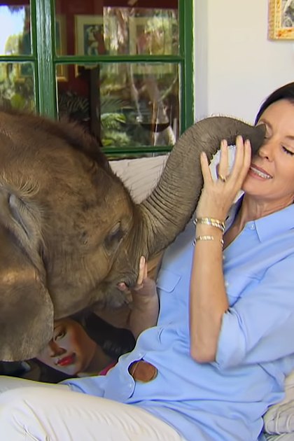 A middle-aged woman interacts with an adult Asian elephant indoors, wearing a light blue shirt and white pants. A vintage suitcase and a wicker basket with greenery are visible in the background.