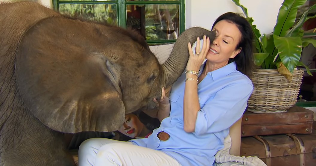 A middle-aged woman interacts with an adult Asian elephant indoors, wearing a light blue shirt and white pants. A vintage suitcase and a wicker basket with greenery are visible in the background.