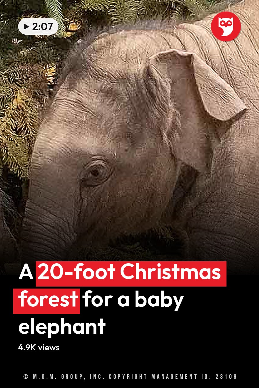 A baby elephant with gray skin, large ears, small tusks, extending its trunk forward possibly eating or holding something green, standing on dirt ground in an outdoor enclosure surrounded by trees and some greenery. The headline runs in white letters across the lower third.