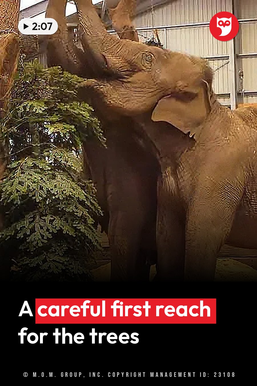 Two elephants stand close together, and one raises its trunk toward a tree with green leaves. A headline runs in white letters across the lower third.