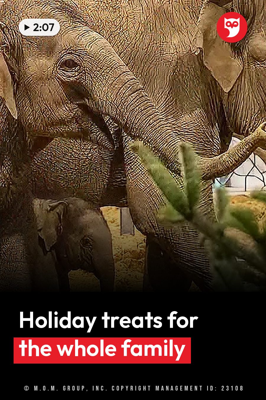Two adult elephants and a baby elephant stand close together near green branches and hay. A headline runs in white letters across the lower third.