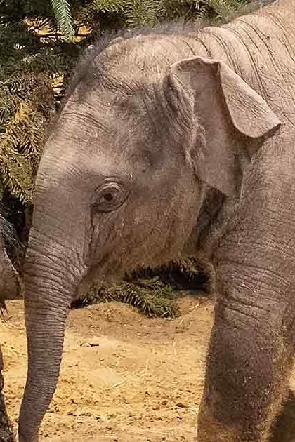 A baby elephant with gray skin, large ears, small tusks, extending its trunk forward possibly eating or holding something green, standing on dirt ground in an outdoor enclosure surrounded by trees and some greenery.