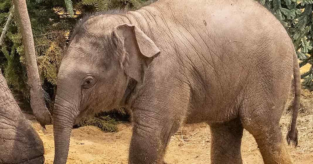 A baby elephant with gray skin, large ears, small tusks, extending its trunk forward possibly eating or holding something green, standing on dirt ground in an outdoor enclosure surrounded by trees and some greenery.