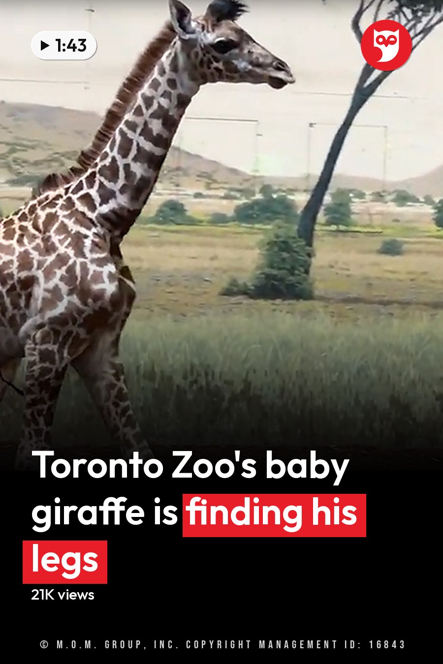 A young giraffe with a pattern of brown spots on a white background stands in an indoor zoo exhibit with a savanna backdrop. The headline runs in white letters across the lower third.