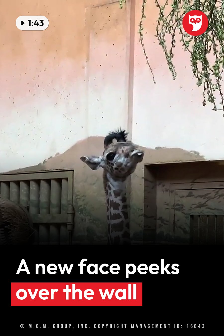 A young giraffe with a patterned neck looks up toward the camera from behind a wall, with branches hanging nearby. A headline runs in white letters across the lower third.