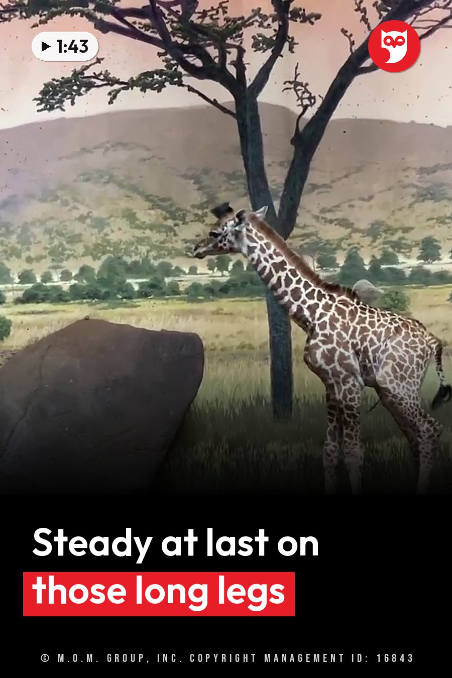 A young giraffe stands near a tree with branches and a large rock, with grass and hills behind him. A headline runs in white letters across the lower third.