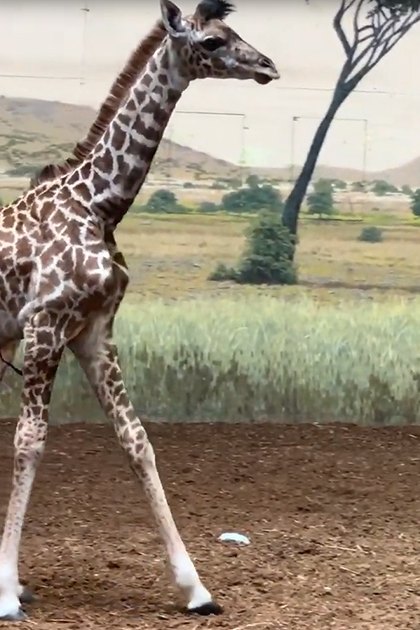 A young giraffe with a pattern of brown spots on a white background stands in an indoor zoo exhibit with a savanna backdrop.