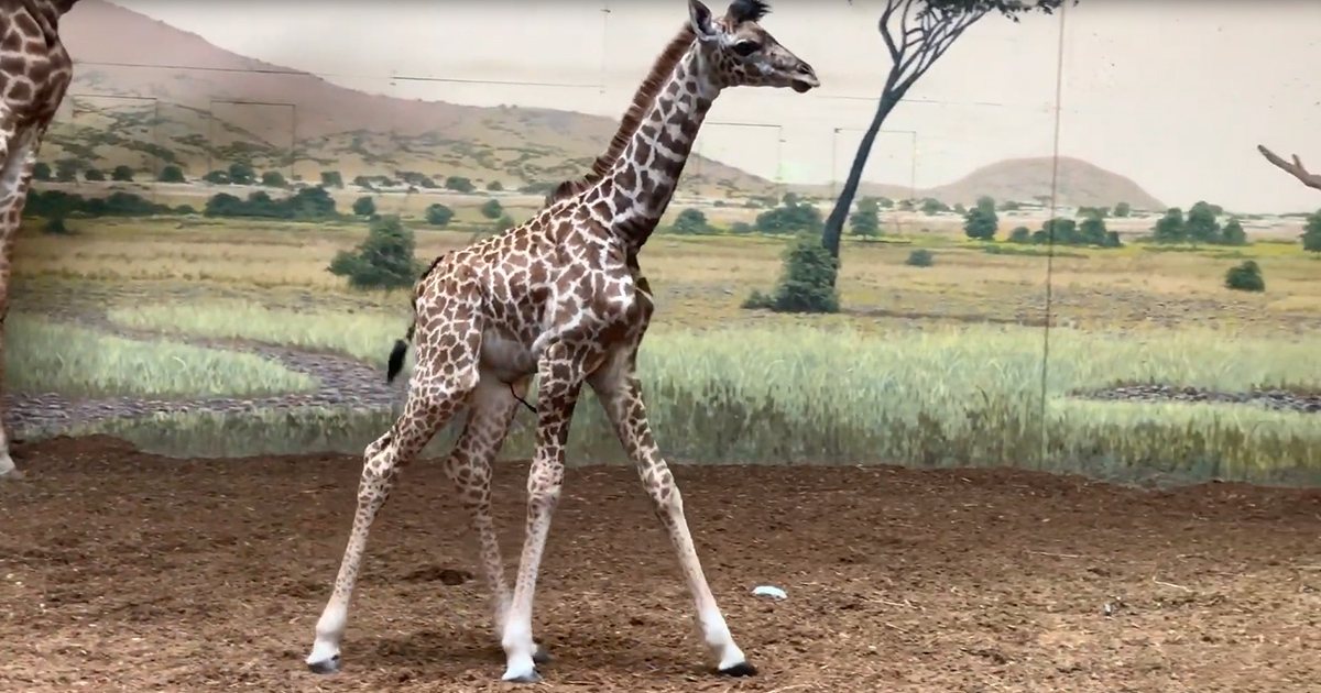A young giraffe with a pattern of brown spots on a white background stands in an indoor zoo exhibit with a savanna backdrop.