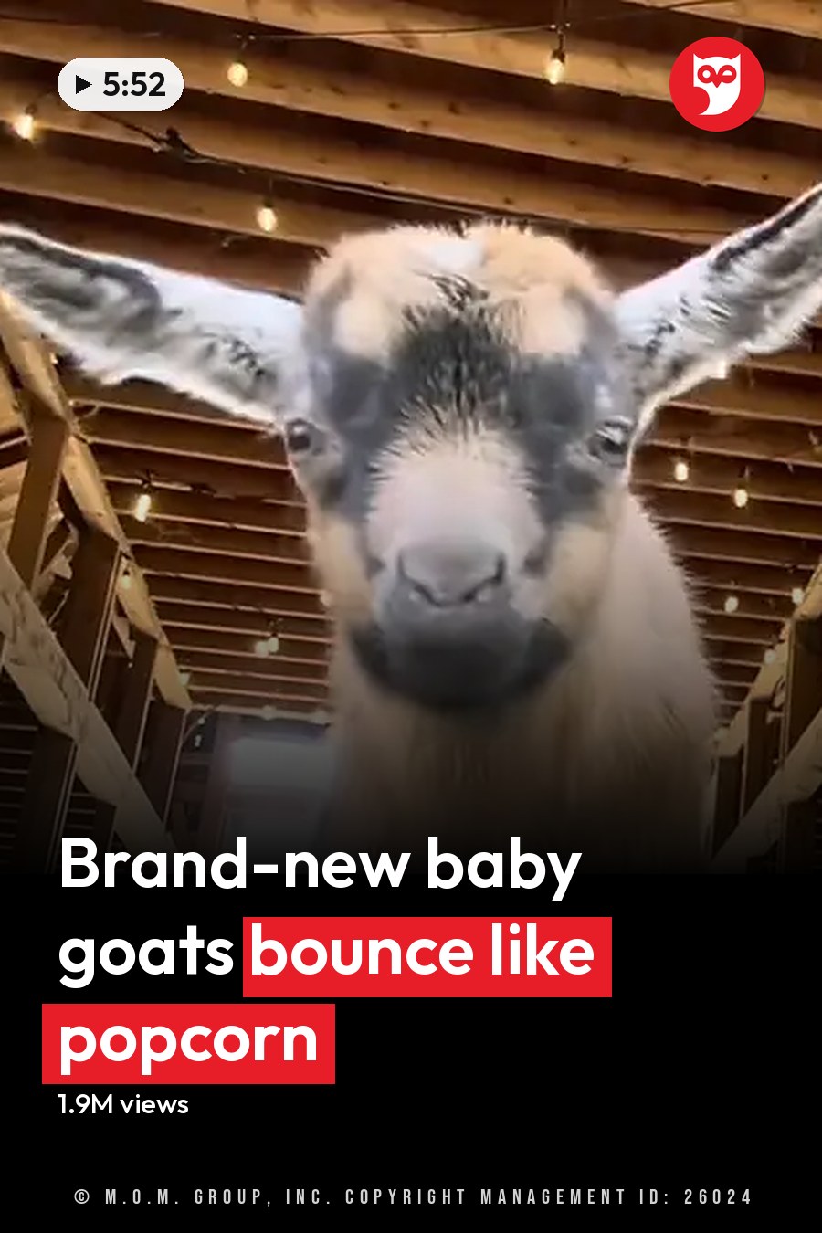 Two young goats with distinct markings in a wooden barn illuminated by string lights, natural daylight suggests daytime. The headline runs in white letters across the lower third.