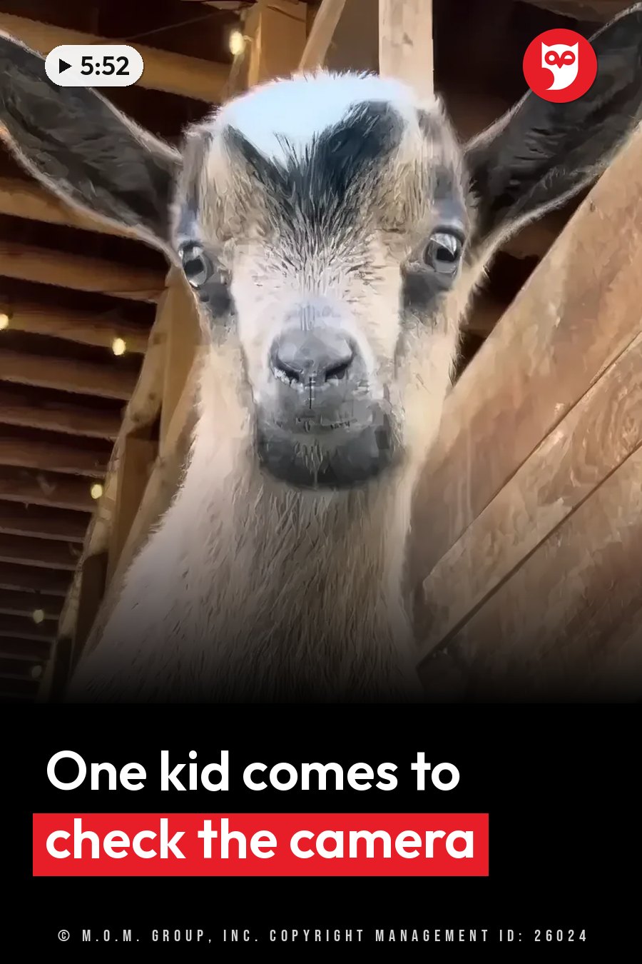 A young goat with large ears and dark eyes looks straight ahead from between wooden beams. A headline runs in white letters across the lower third.