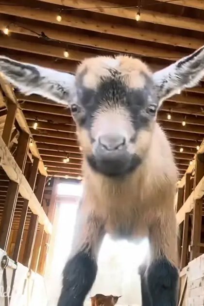 Two young goats with distinct markings in a wooden barn illuminated by string lights, natural daylight suggests daytime.