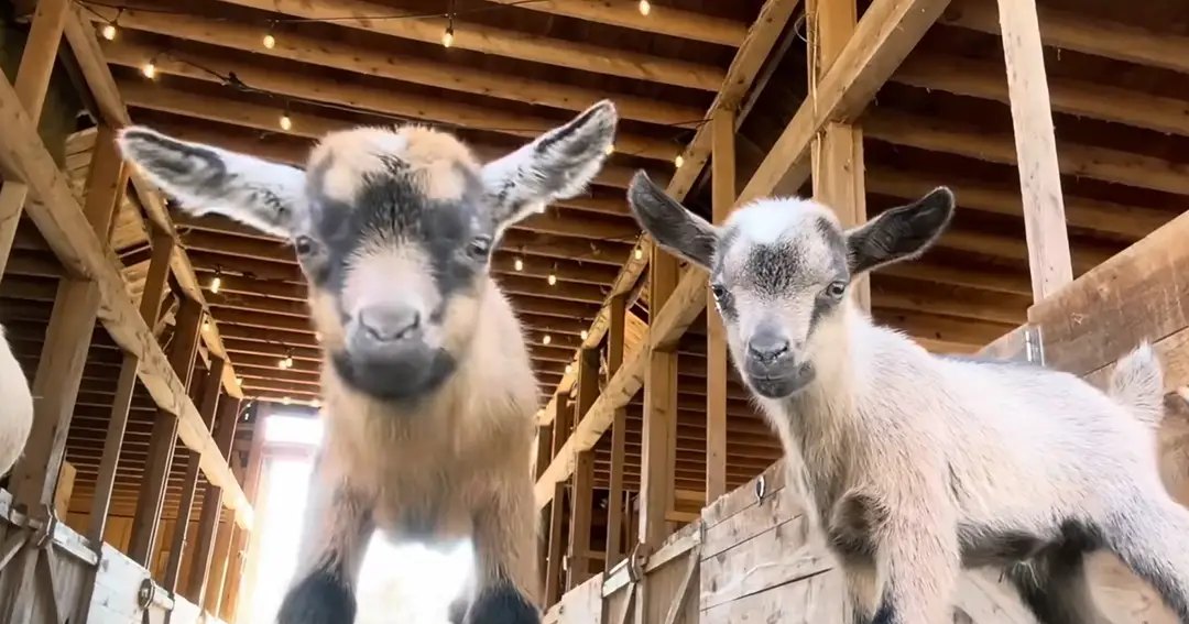 Two young goats with distinct markings in a wooden barn illuminated by string lights, natural daylight suggests daytime.