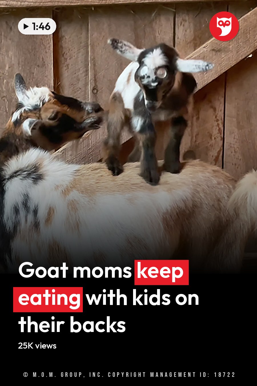 A large Nubian adult goat with a white and brown coat stands inside a barn, surrounded by two smaller juvenile goats with black, white, and brown coats. Wooden planks and hay are visible in the background. The headline runs in white letters across the lower third.