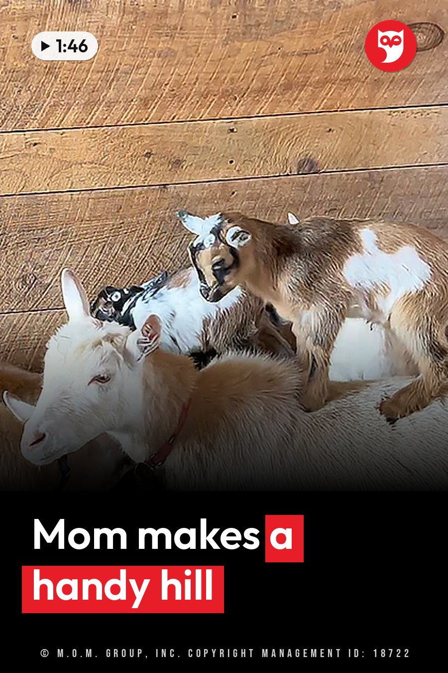 Three goats on a wooden floor; one stands on top of another while a third lies nearby. A headline runs in white letters across the lower third.