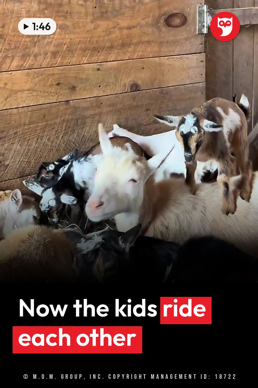 Several young goats huddle together inside a wooden enclosure, with one standing on another's back. A headline runs in white letters across the lower third.