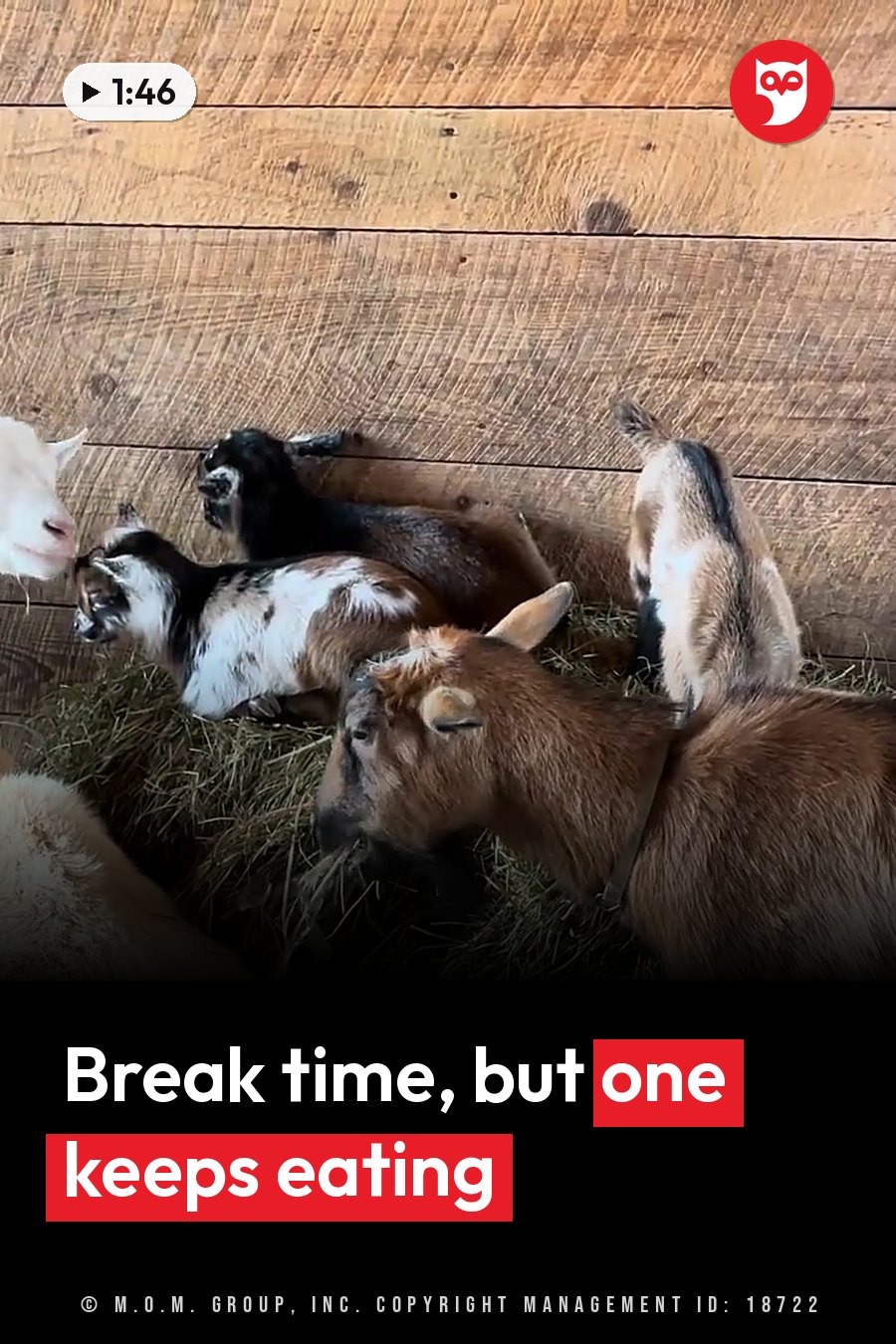 Several goats rest on hay inside a wooden barn, some lying down and one eating. A headline runs in white letters across the lower third.