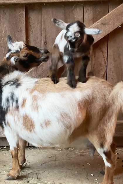 A large Nubian adult goat with a white and brown coat stands inside a barn, surrounded by two smaller juvenile goats with black, white, and brown coats. Wooden planks and hay are visible in the background.