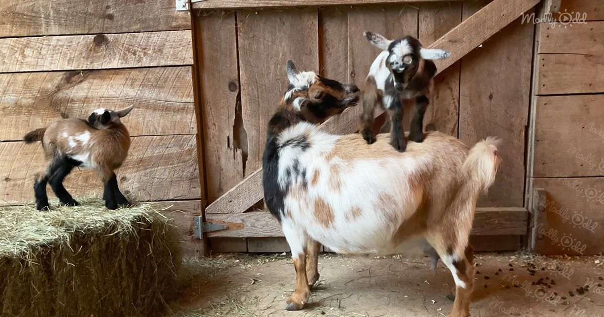 A large Nubian adult goat with a white and brown coat stands inside a barn, surrounded by two smaller juvenile goats with black, white, and brown coats. Wooden planks and hay are visible in the background.