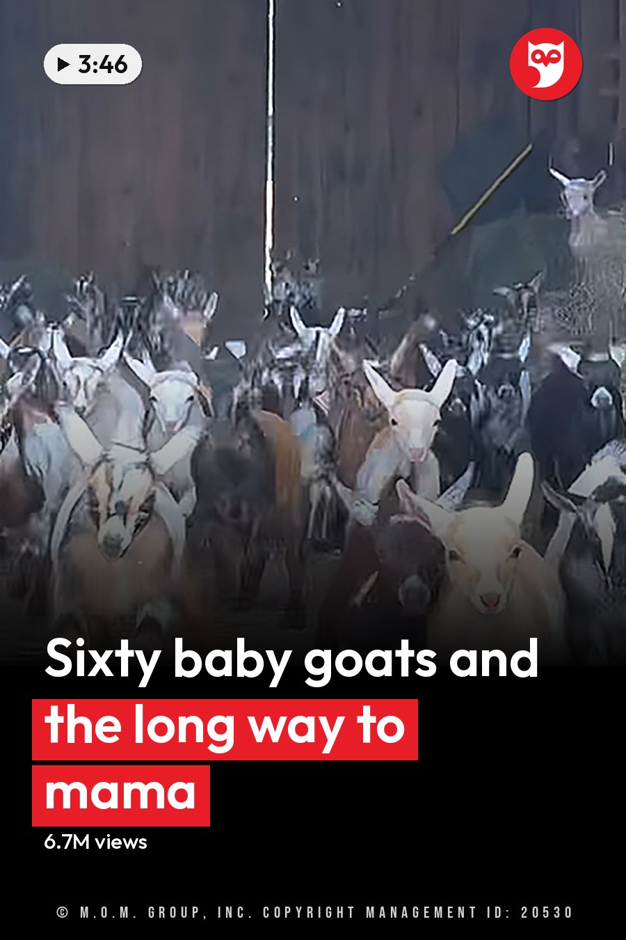 A herd of adult goats with various coat colors including black, white, brown, and combinations thereof, in a wooden barn setting with hay scattered around the floor. The headline runs in white letters across the lower third.