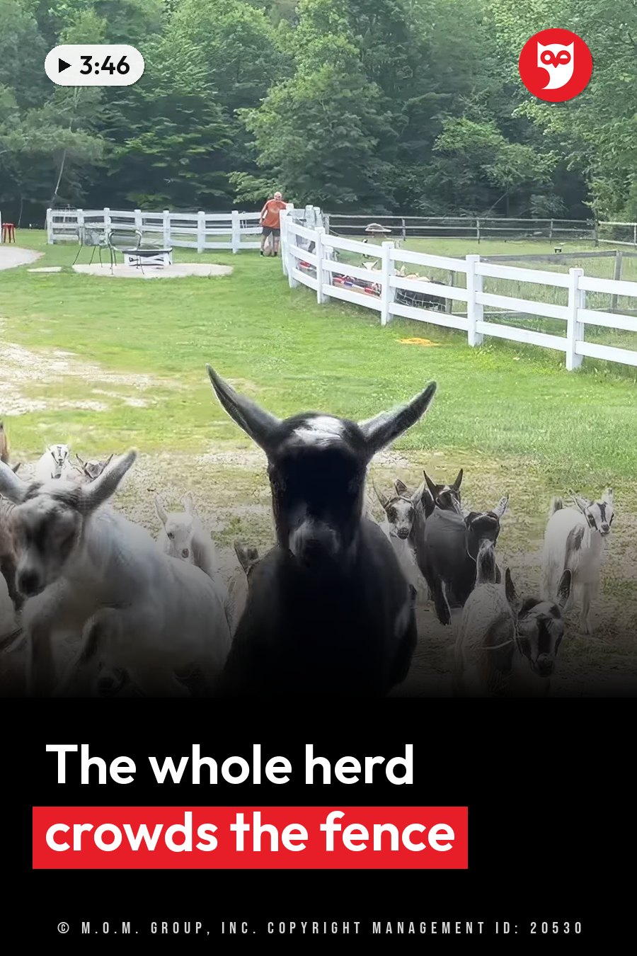 Goats gather near a white fence on grass, one black goat facing the camera, as a person walks behind the fence. A headline runs in white letters across the lower third.