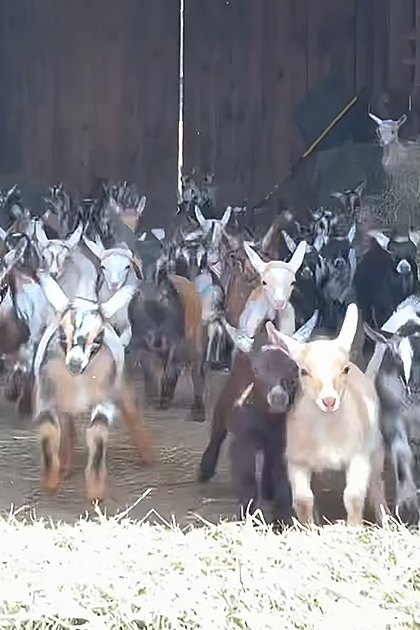 A herd of adult goats with various coat colors including black, white, brown, and combinations thereof, in a wooden barn setting with hay scattered around the floor.